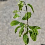 Ásimina trojlaločná - Banán severu PAW PAW (Asimina triloba) ´REBECCA´ - výška 60-80 cm, kont. C3L
